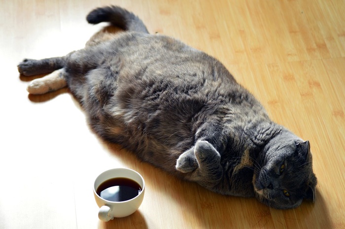 肥満猫のダイエット・減量におすすめの低カロリーキャットフードランキング