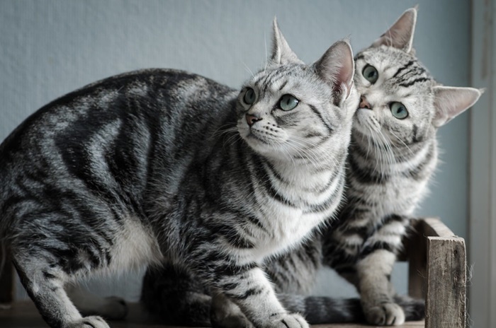【可愛い猫大集合】日本国内で人気の猫の種類おすすめランキング！