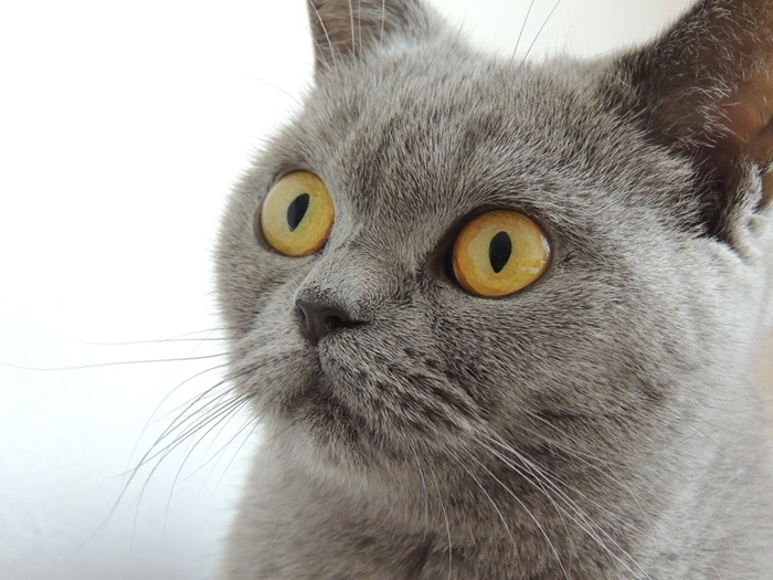 【可愛い猫大集合】日本国内で人気の猫の種類おすすめランキング！