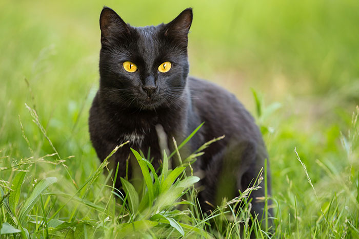 短毛種の黒猫ボンベイはペットショップで売ってる？子猫の販売価格や特徴について
