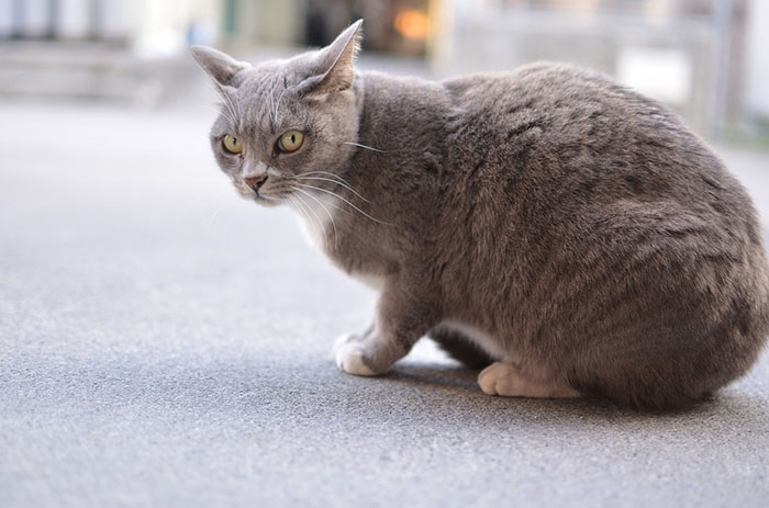 日本猫にはどんな種類がいる？しっぽが短い理由と性格･入手方法･寿命について