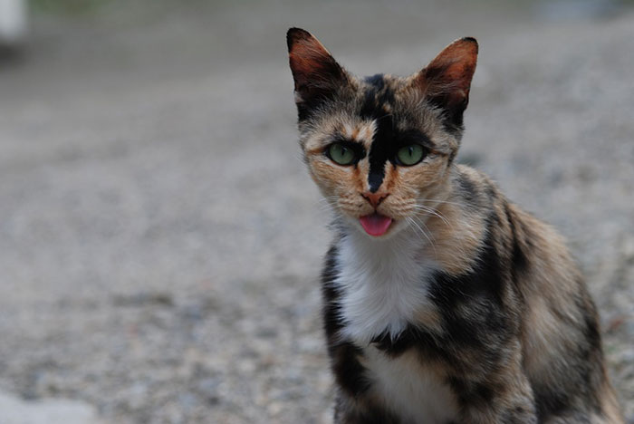 日本猫にはどんな種類がいる？しっぽが短い理由と性格･入手方法･寿命について