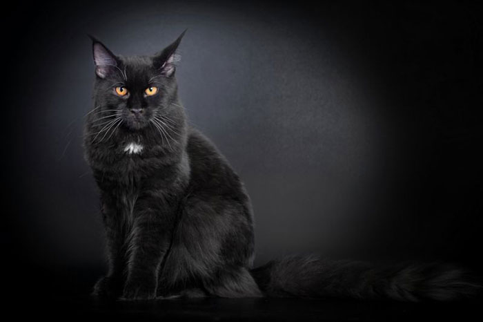 実は人気の黒猫はどこで買える？ボンベイ以外の黒猫がいる品種一覧と性格･価格について
