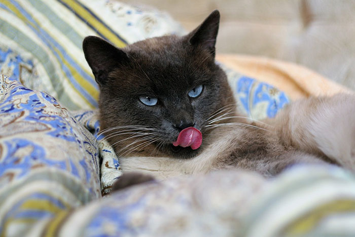 シャム猫のキャットフード人気ランキング！評判が良いおすすめの餌の選び方