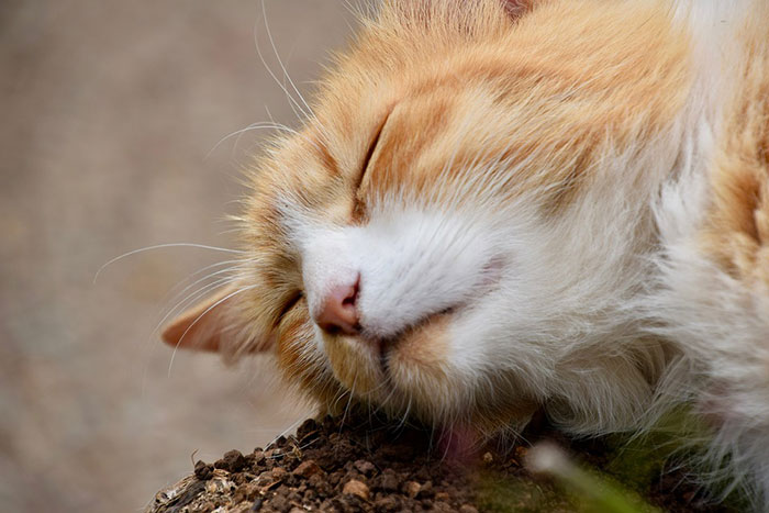 猫の口臭対策サプリおすすめ比較ランキング！体臭の原因と予防まとめ