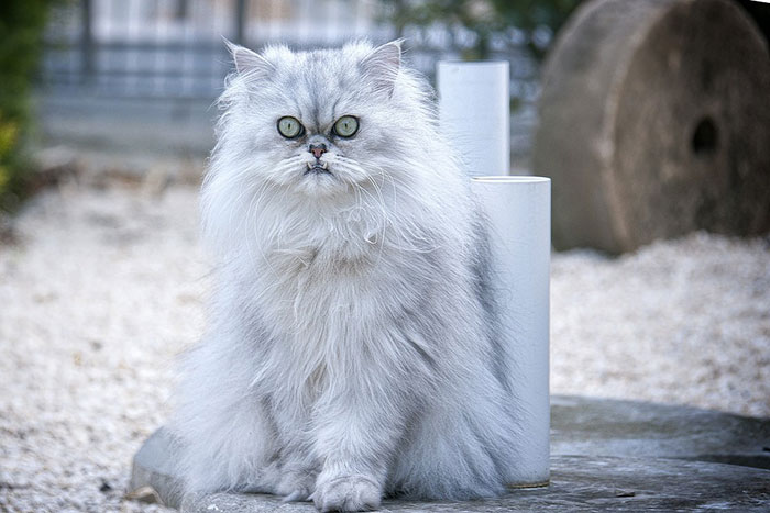 白いペルシャ猫の性格と寿命とは？チンチラとの違いも解説【シルバー】