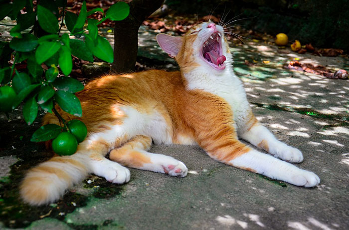 猫の体臭･口臭を消すキャットフードおすすめランキング！猫のニオイの原因と対策