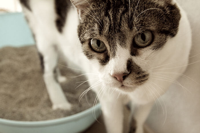 猫の下痢におすすめのキャットフードランキング！下痢の原因と正しい対策