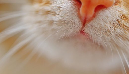 猫がくしゃみを連発！止まらない原因と鼻水が出るときの対処法
