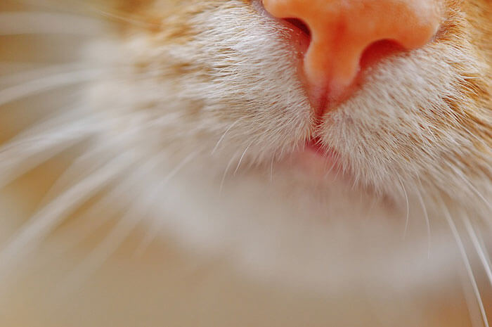 猫がくしゃみを連発！止まらない原因と鼻水が出るときの対処法