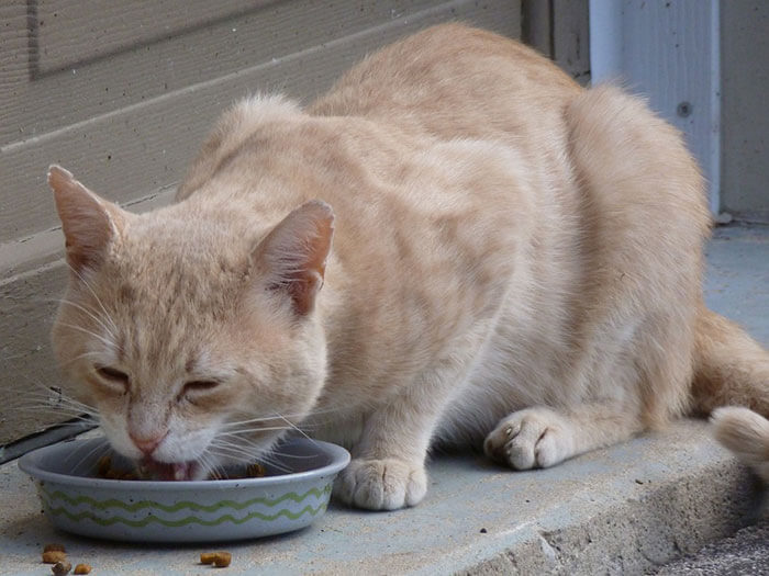 痩せ過ぎの愛猫におすすめ高カロリー猫キャットフードランキング！健康的に太る方法