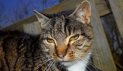 【老猫の餌】高齢なシニア猫におすすめのキャットフード人気ランキング