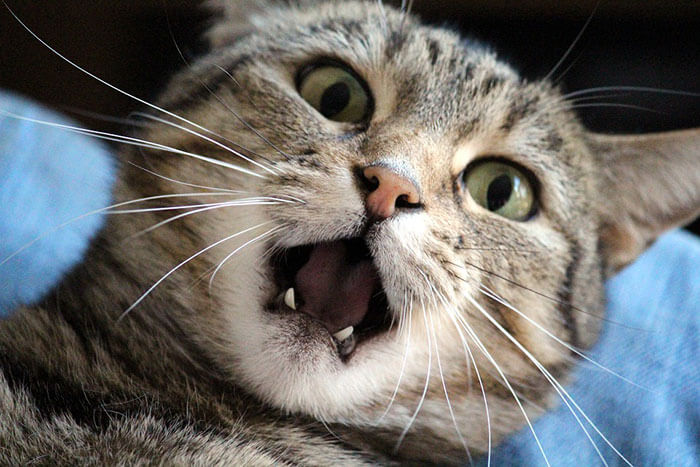 猫は虫歯にならない！？でも気をつけておきたい歯周病の原因と対策