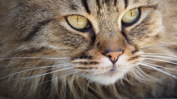 猫の目やに･涙やけの原因は？おすすめのサプリメントと治し方･改善方法