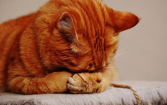 猫の目やに･涙やけの原因は？おすすめのサプリメントと治し方･改善方法