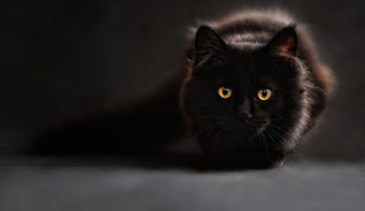 黒いメインクーンの子猫の値段について｜希少価値の高い理由とは？