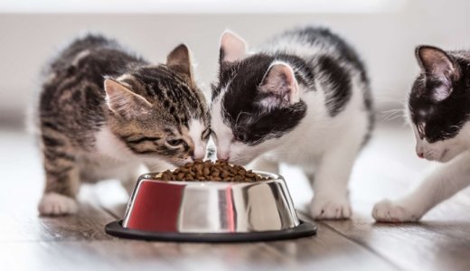 子猫におすすめのキャットフードランキング！餌の選び方と与え方