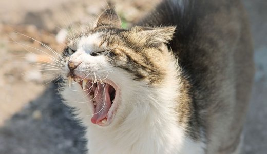 猫の口臭対策サプリおすすめ比較ランキング！体臭の原因と予防まとめ