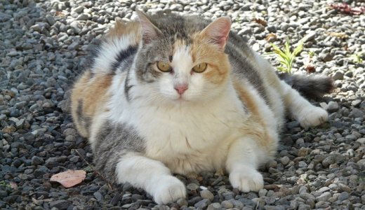 肥満猫のダイエット・減量におすすめの低カロリーキャットフードランキング