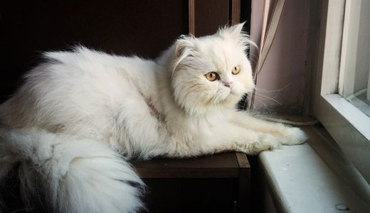 白いペルシャ猫の性格と寿命とは？チンチラとの違いも解説【シルバー】