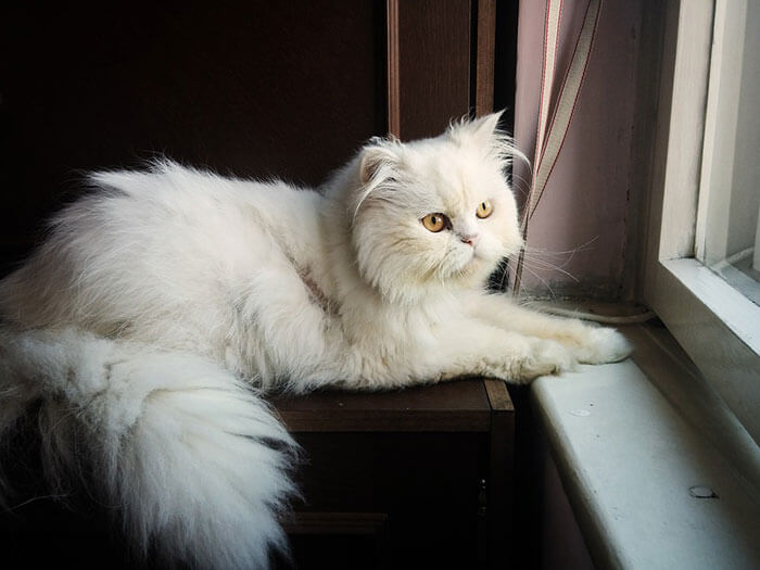 白いペルシャ猫の性格と寿命とは チンチラとの違いも解説 シルバー もふ活にゃんこ