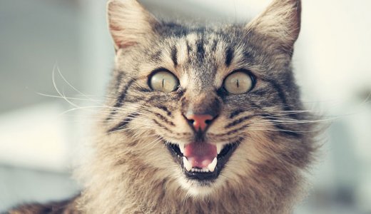 猫の鳴き声がうるさい時はどうする？鳴き方による気持ちや意味とは