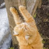 猫の爪とぎのおすすめしつけ方法！爪とぎする理由と対策