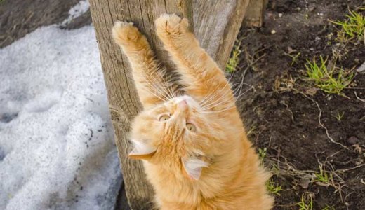 猫の爪とぎのおすすめしつけ方法！爪とぎする理由と対策